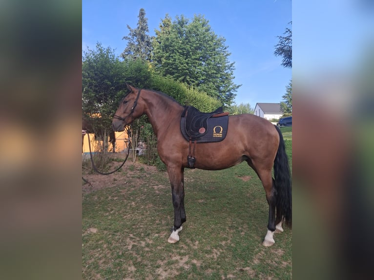 Lusitanos Yegua 3 años 168 cm Castaño oscuro in Fürth