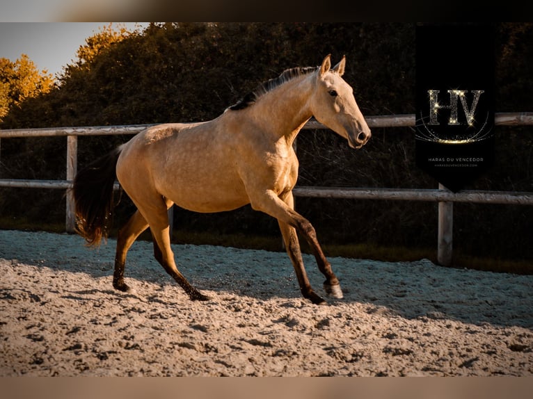 Lusitanos Yegua 3 años Buckskin/Bayo in Marly-sous-Issy