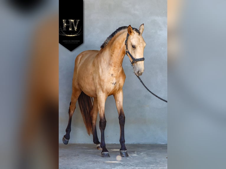 Lusitanos Yegua 3 años Buckskin/Bayo in Marly-sous-Issy