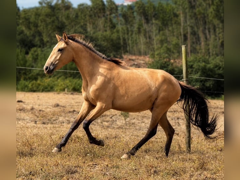 Lusitanos Yegua 3 años Buckskin/Bayo in Caldas da Rainha