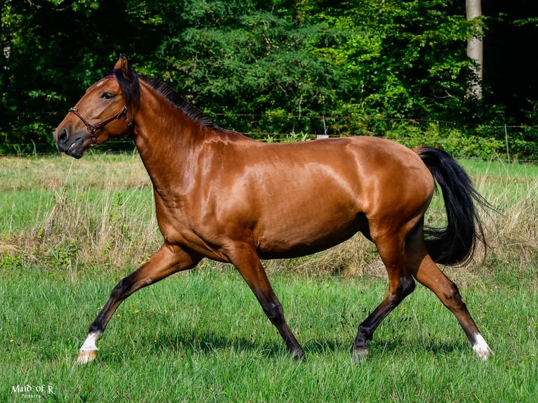 Lusitanos Yegua 3 años Castaño in Bad Honnef