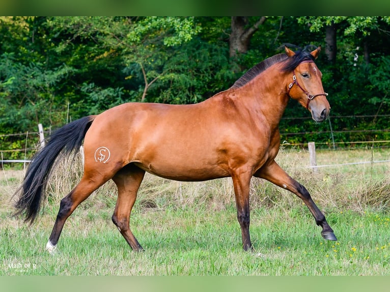 Lusitanos Yegua 3 años Castaño in Bad Honnef