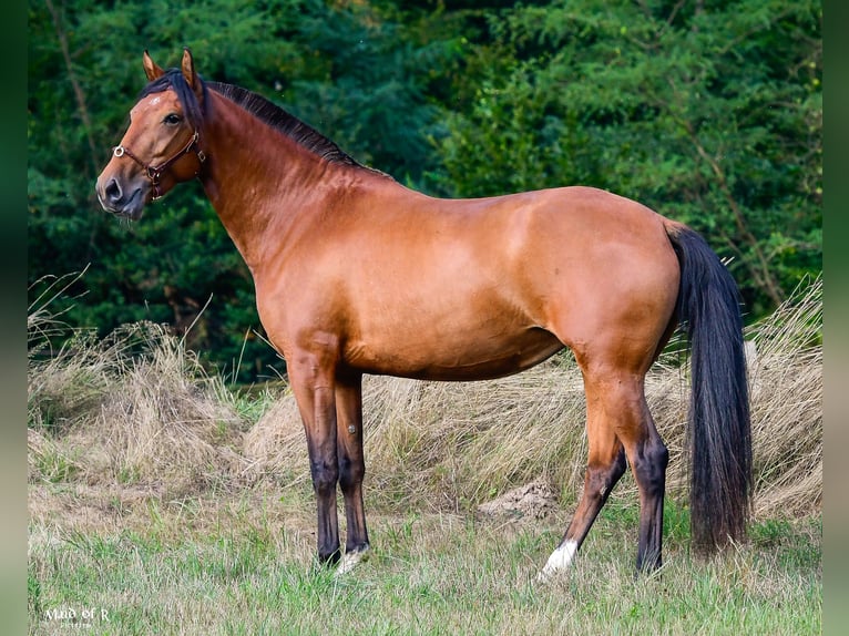 Lusitanos Yegua 3 años Castaño in Bad Honnef