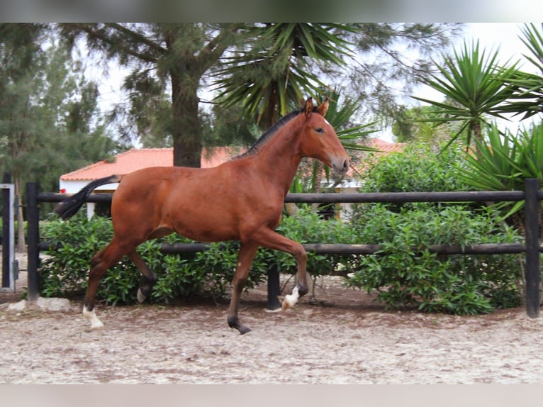 Lusitanos Yegua 3 años Castaño in Bad Honnef
