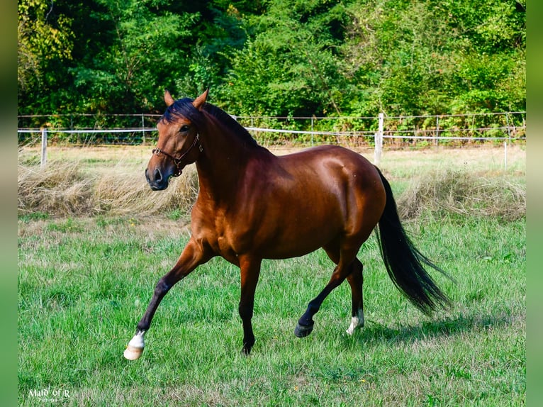 Lusitanos Yegua 3 años Castaño in Bad Honnef