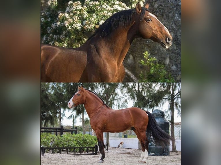 Lusitanos Yegua 3 años Castaño in Bad Honnef
