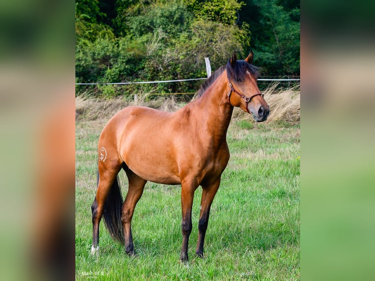Lusitanos Yegua 3 años Castaño in Bad Honnef