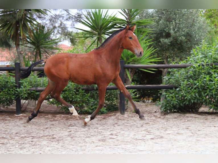 Lusitanos Yegua 3 años Castaño in Bad Honnef