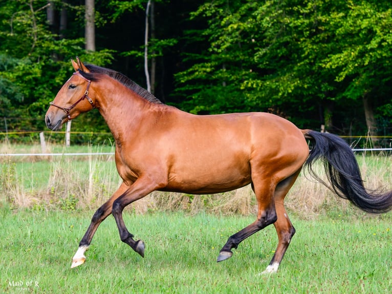 Lusitanos Yegua 3 años Castaño in Bad Honnef