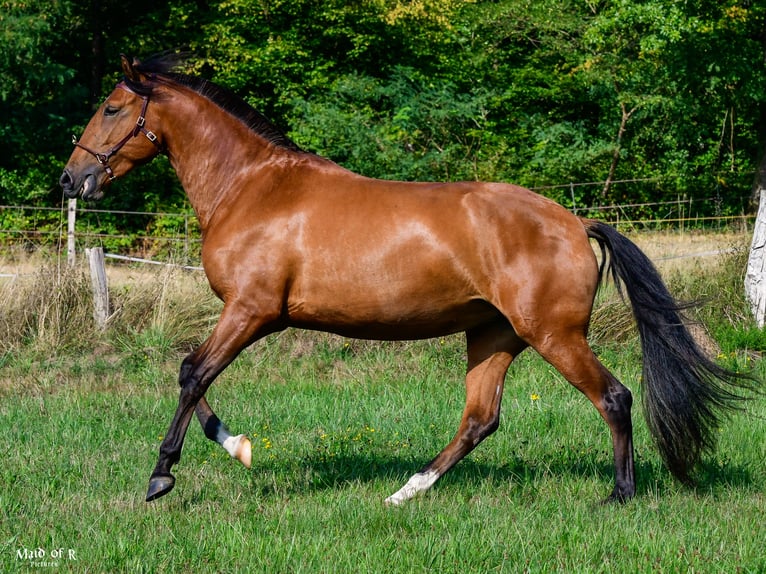 Lusitanos Yegua 3 años Castaño in Bad Honnef