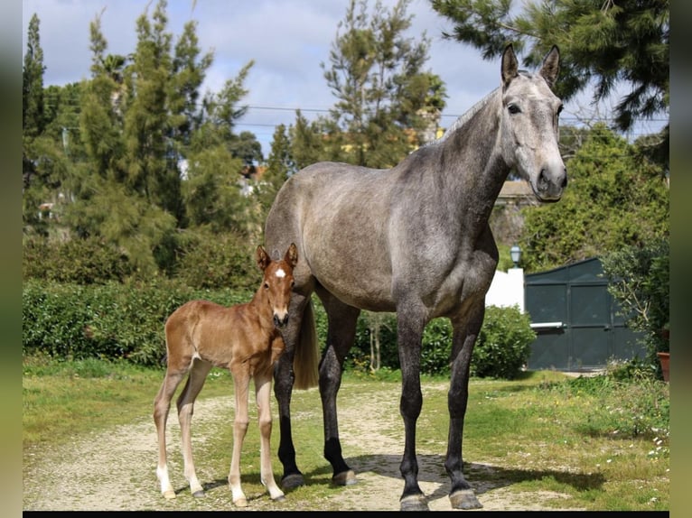 Lusitanos Yegua 3 años Castaño in Bad Honnef