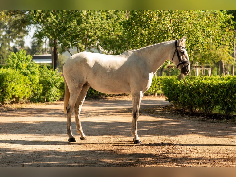 Lusitanos Yegua 3 años Tordo in Magnolia