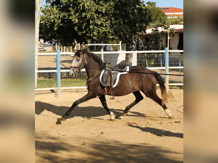 Lusitanos Yegua 3 años Tordo in Elvas