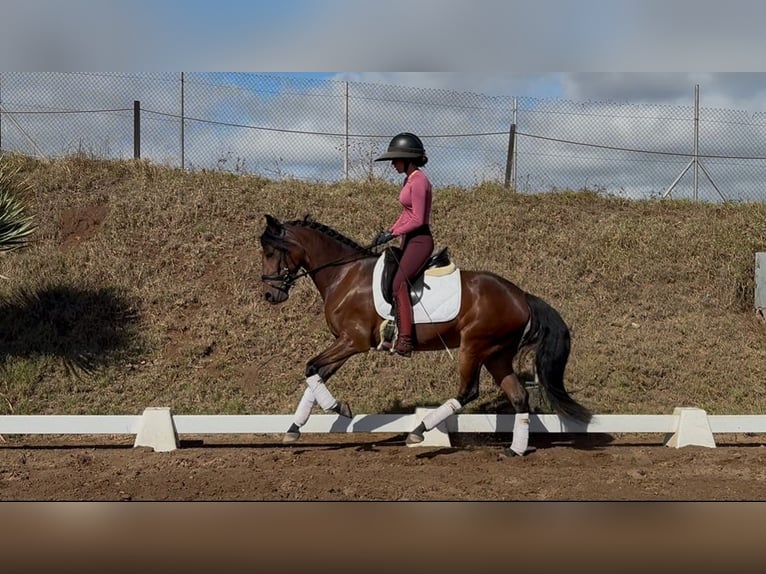 Lusitanos Yegua 4 años 147 cm Castaño in San Cristobal De La Laguna Lusitanos Yegua 4 años 147 cm Castaño in San Cristobal De La Laguna
