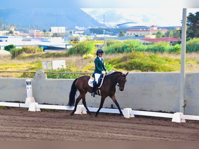 Lusitanos Yegua 4 años 147 cm Castaño in San Cristobal De La Laguna Lusitanos Yegua 4 años 147 cm Castaño in San Cristobal De La Laguna