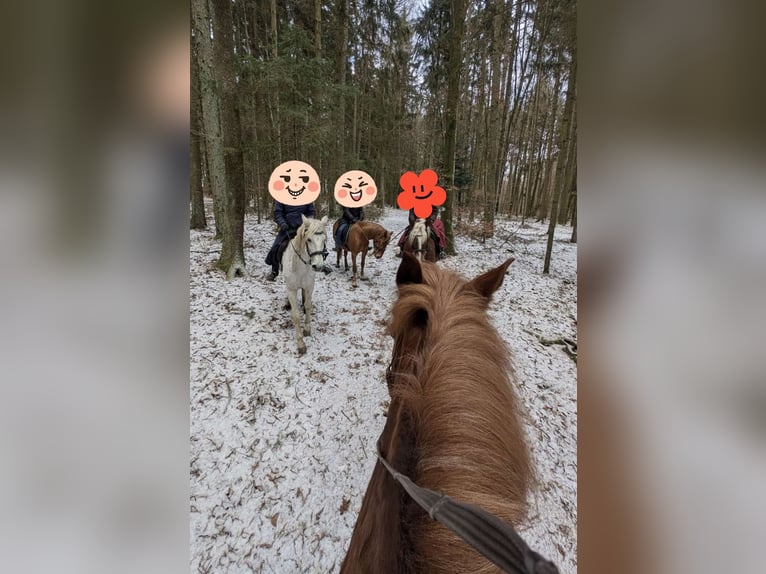 Lusitanos Mestizo Yegua 4 años 150 cm Alazán in Riedenburg