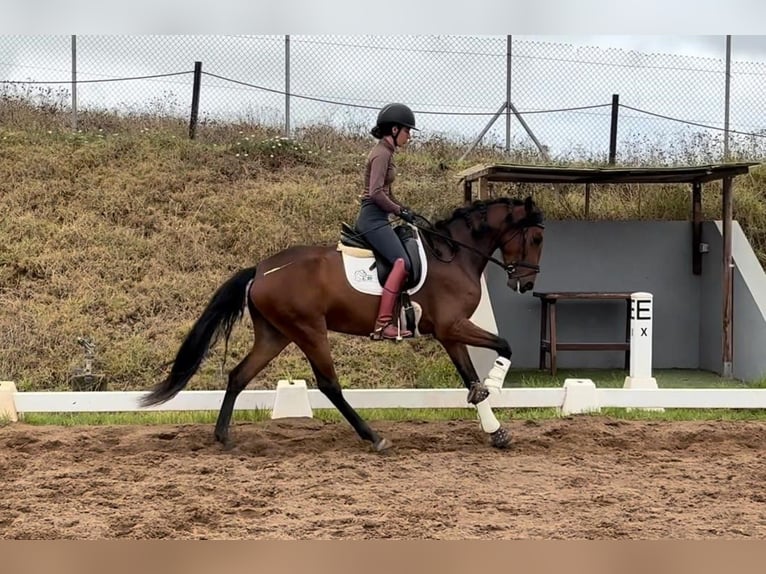 Lusitanos Yegua 4 años 150 cm Castaño in San Cristobal De La Laguna