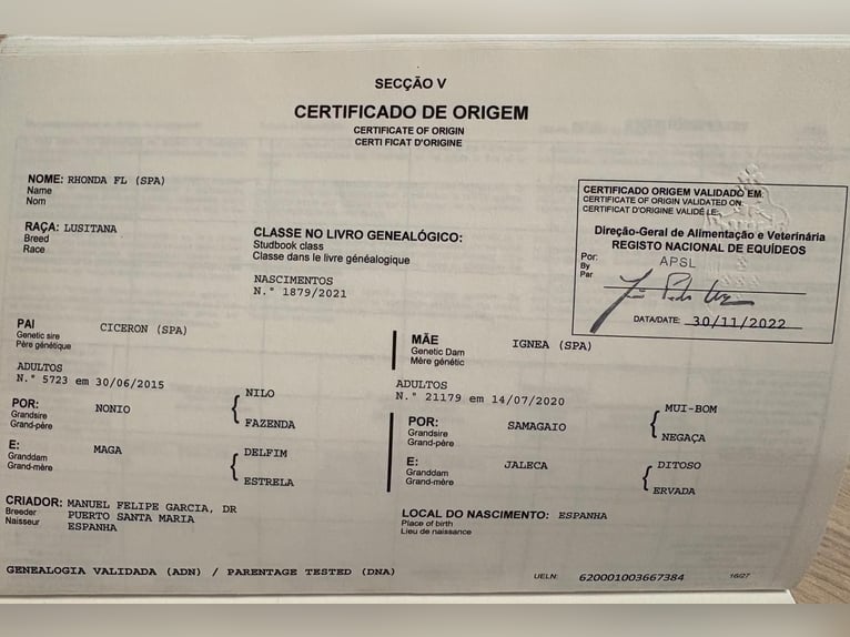 Lusitanos Yegua 4 años 150 cm Castaño in San Cristobal De La Laguna