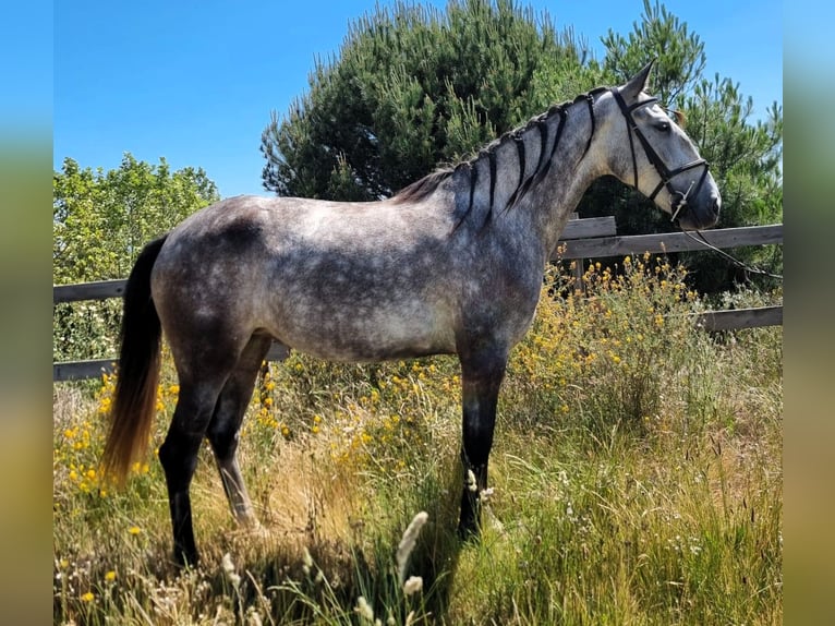 Lusitanos Mestizo Yegua 4 años 152 cm Tordo in Roanoke