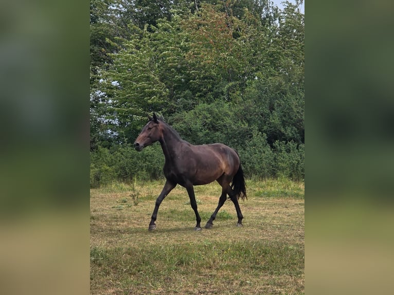 Lusitanos Yegua 4 años 155 cm Castaño in Joiselle