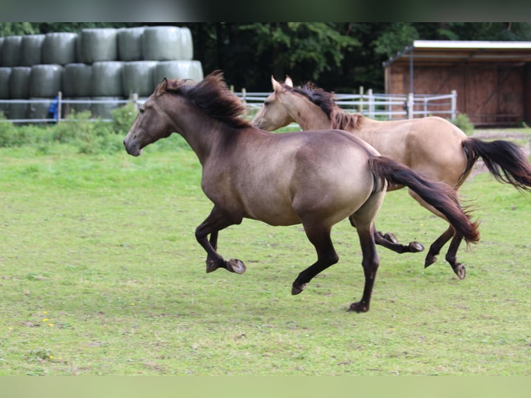 Lusitanos Yegua 4 años 157 cm Bayo in Halle