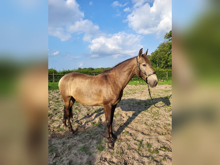 Lusitanos Yegua 4 años 157 cm Bayo in Halle