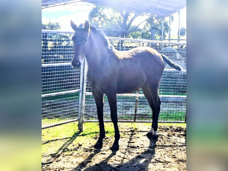 Lusitanos Yegua 4 años 158 cm Bayo in Branco