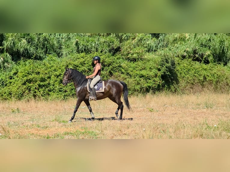 Lusitanos Yegua 4 años 158 cm Castaño oscuro in Vale da Pedra