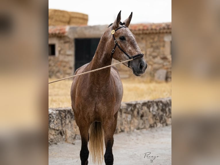 Lusitanos Yegua 4 años 159 cm Tordo in El Espinar