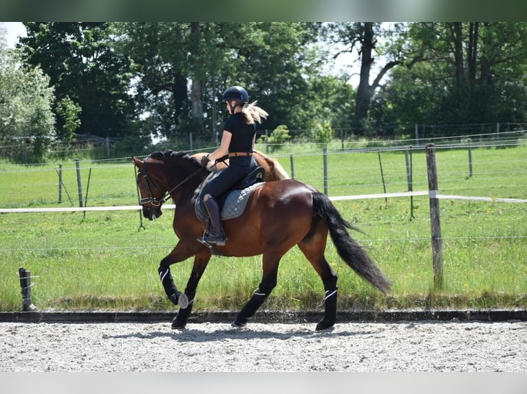 Lusitanos Yegua 4 años 160 cm Castaño in Weilheim in Oberbayern