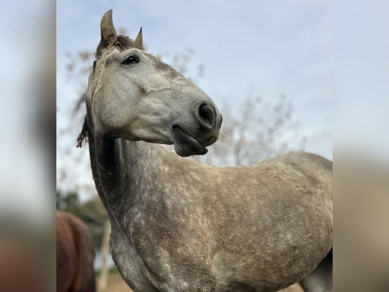 Lusitanos Yegua 4 años 160 cm Tordo in Encarnação