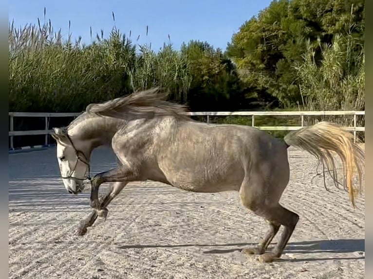 Lusitanos Yegua 4 años 160 cm Tordo in Encarnação