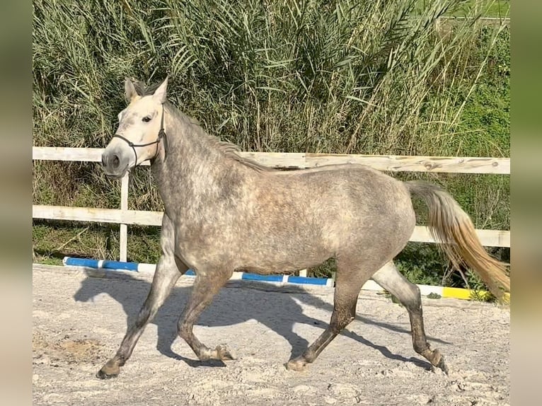 Lusitanos Yegua 4 años 160 cm Tordo in Encarnação