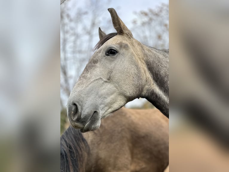 Lusitanos Yegua 4 años 160 cm Tordo in Encarnação