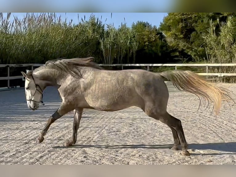 Lusitanos Yegua 4 años 160 cm Tordo in Encarnação