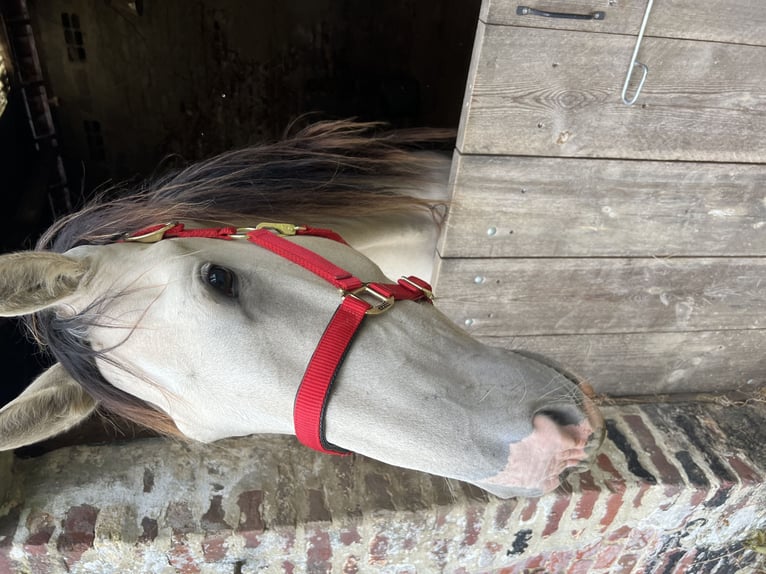 Lusitanos Mestizo Yegua 4 años 161 cm Dunalino (Cervuno x Palomino) in Esquerdes