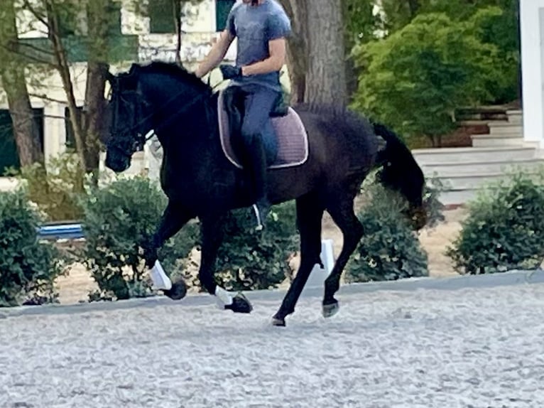 Lusitanos Yegua 4 años 161 cm Negro in St. Estevao