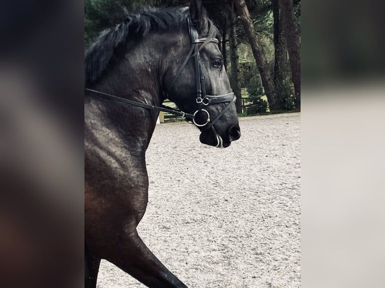 Lusitanos Yegua 4 años 161 cm Negro in St. Estevao