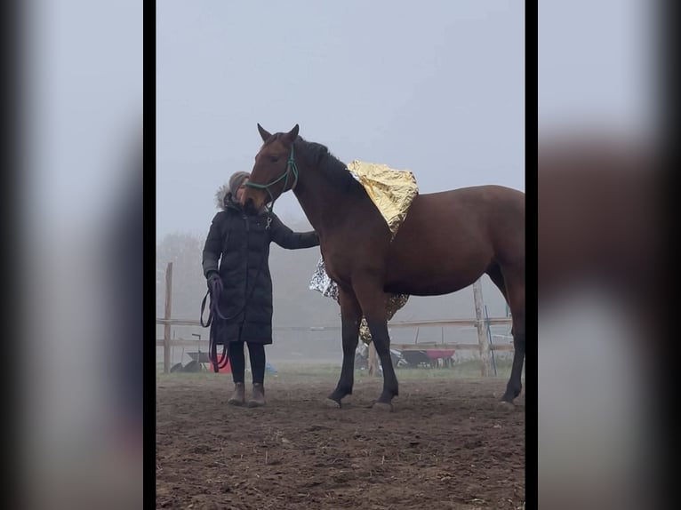 Lusitanos Yegua 4 años 162 cm Castaño in Thyrow