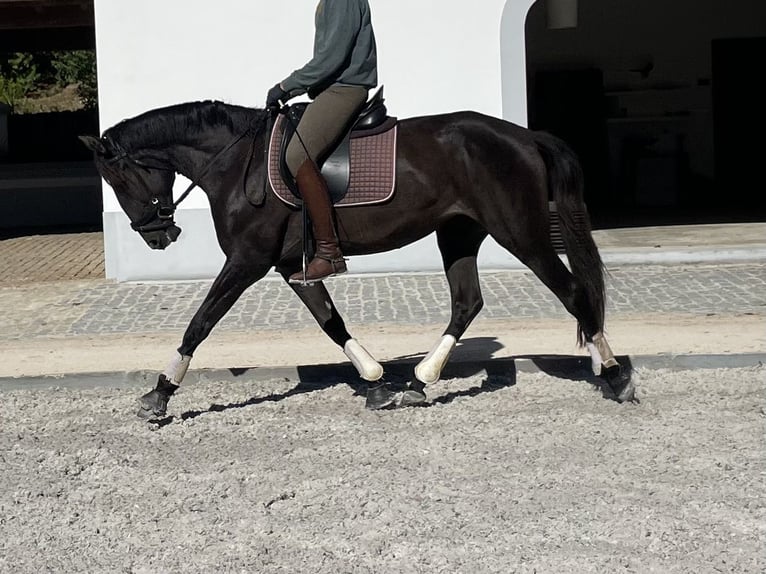 Lusitanos Yegua 4 años 162 cm Negro in St.Estevao