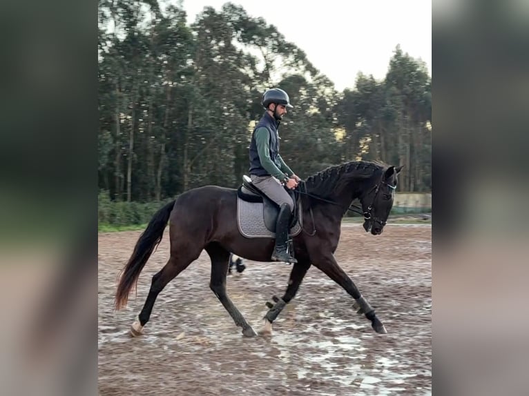 Lusitanos Yegua 4 años 162 cm Negro in Caldas da Rainha