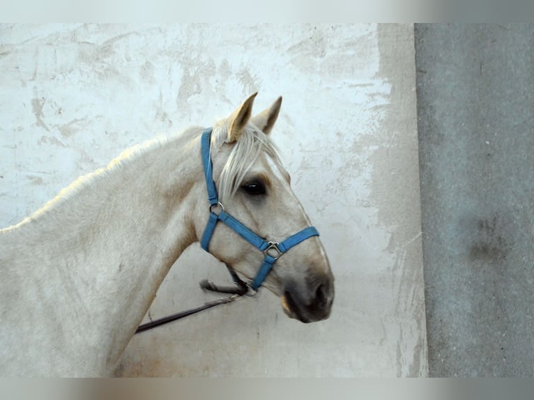 Lusitanos Yegua 4 años 162 cm Perlino in Pedrinya (Ajuntament Crespia)