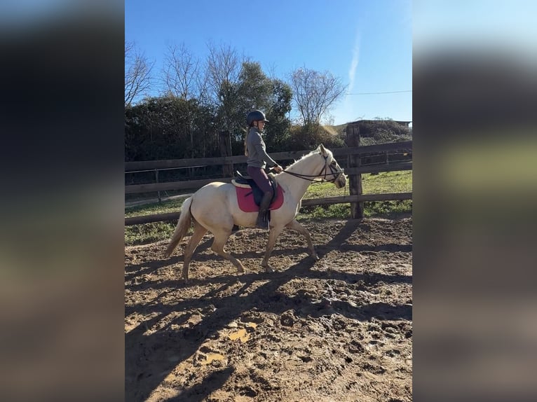 Lusitanos Yegua 4 años 162 cm Perlino in Pedrinya (Ajuntament Crespia)