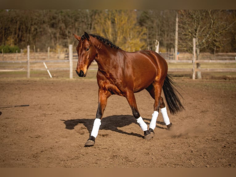 Lusitanos Yegua 4 años 164 cm Castaño in Thyrow