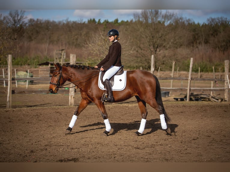 Lusitanos Yegua 4 años 164 cm Castaño in Thyrow