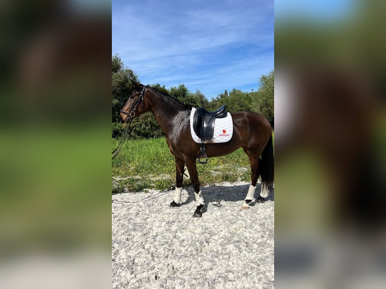 Lusitanos Yegua 4 años 168 cm Castaño in São bras de Alportel