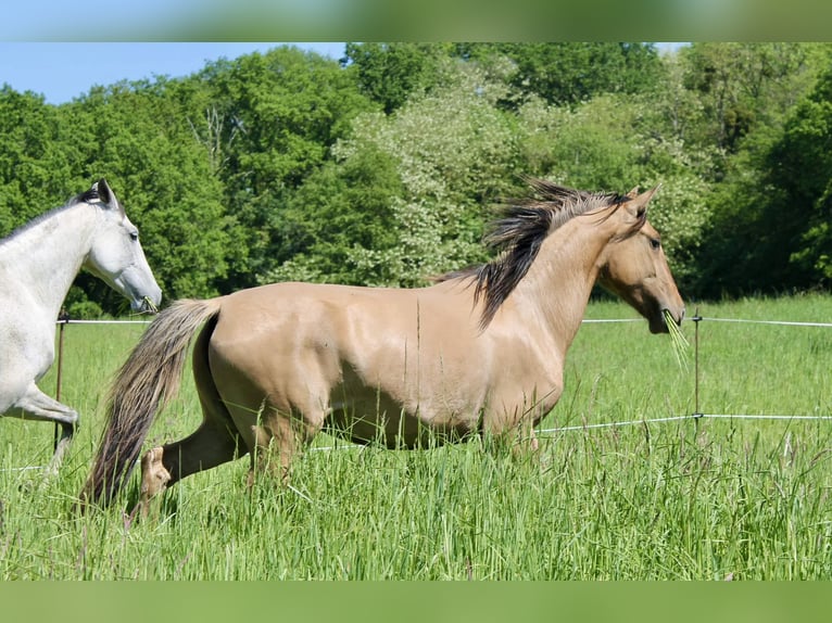 Lusitanos Yegua 5 años 150 cm Grullo in Canly