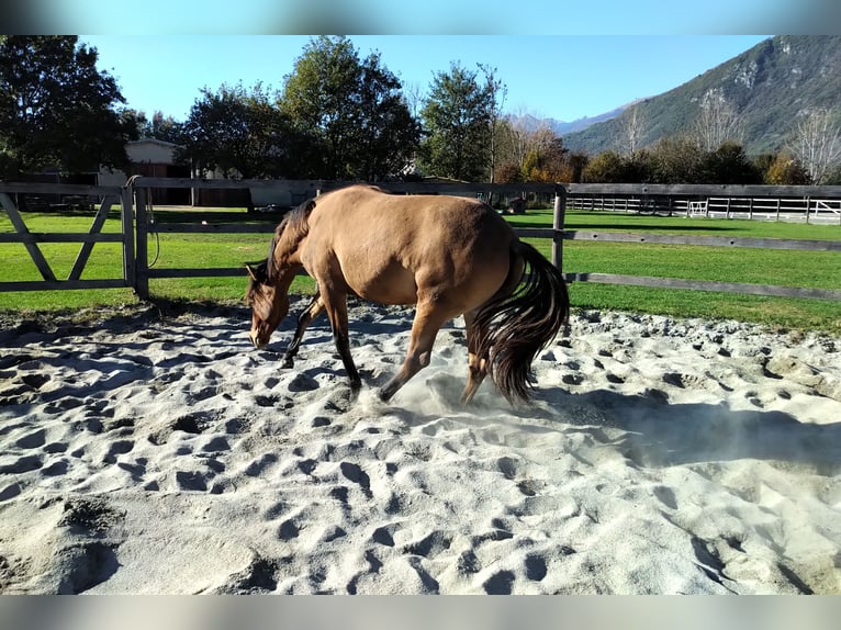 Lusitanos Mestizo Yegua 5 años 155 cm Buckskin/Bayo in Morbegno