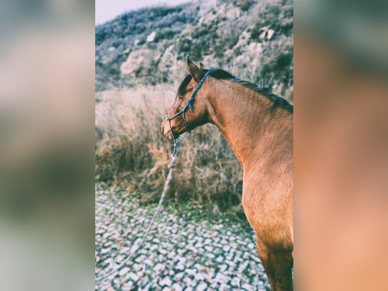 Lusitanos Mestizo Yegua 5 años 155 cm Buckskin/Bayo in Morbegno