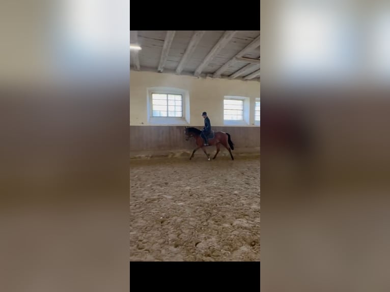 Lusitanos Mestizo Yegua 5 años 155 cm Castaño in Dalheim Lusitanos Mestizo Yegua 5 años 155 cm Castaño in Dalheim